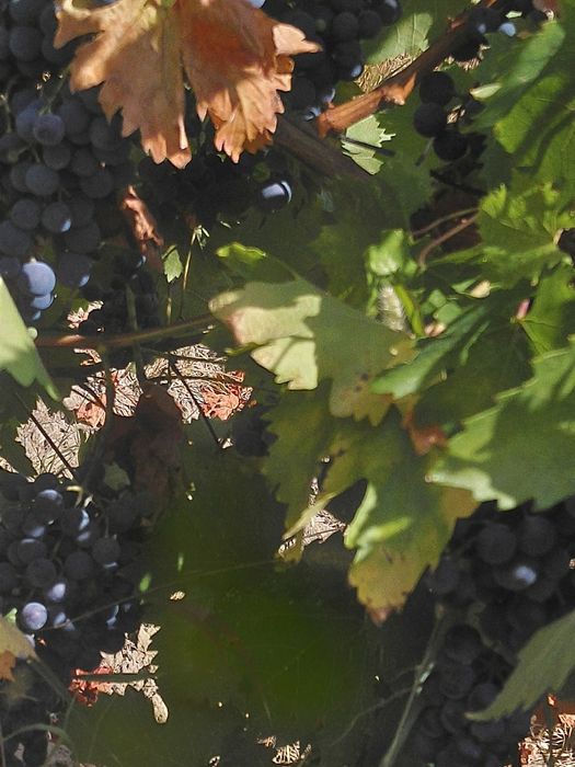 Struguri de vin toate soiurile