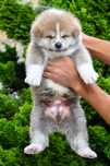 Akita Inu Mascul linie import Japonia
