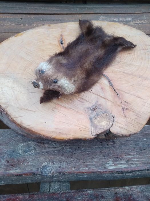 Ornament lemn cu Dihor