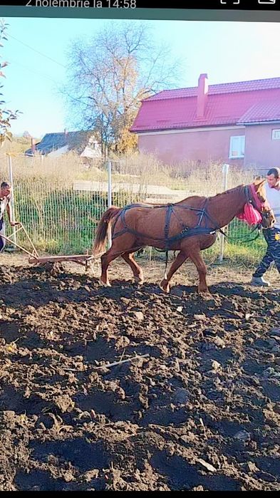 Vând sau schimb cal