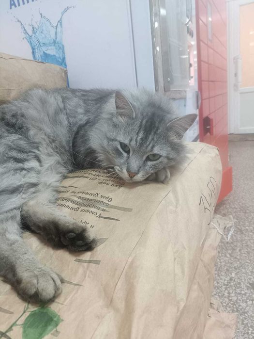 Коту нужен дом! Срочно!