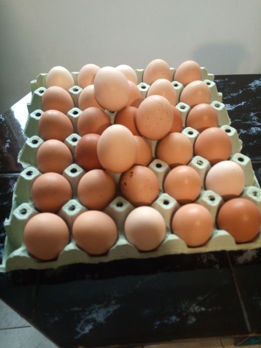 Яйца домашни био