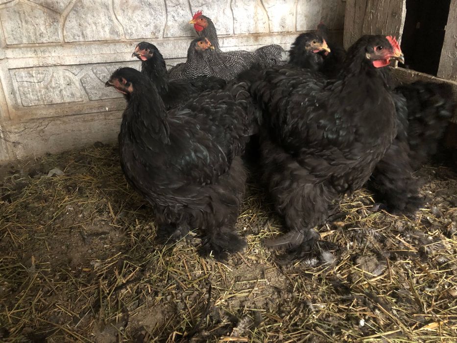 Vand cochinchina urias negreu