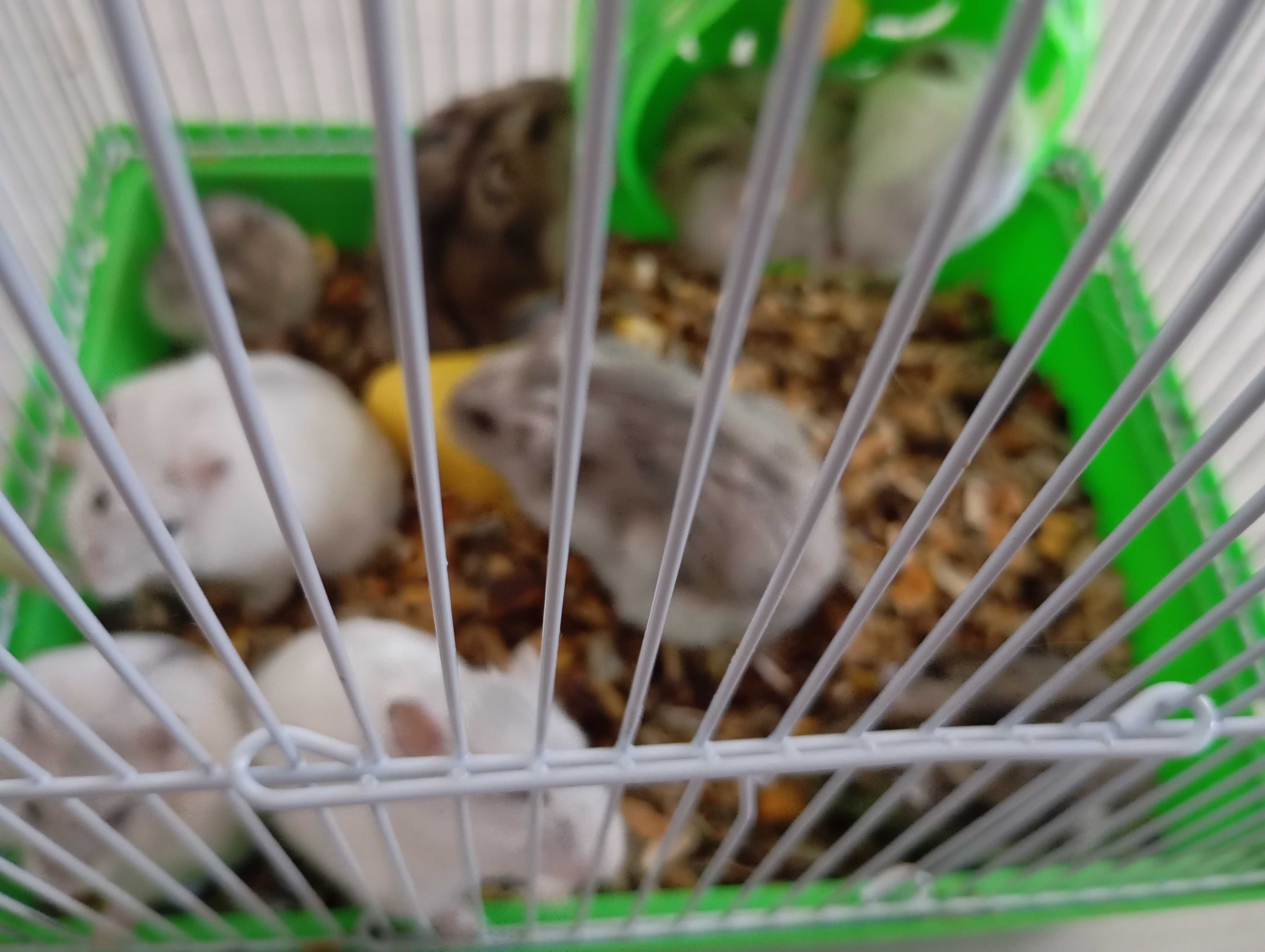 Hamsteri pitici de vânzare