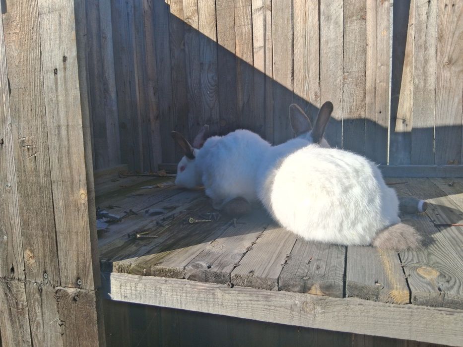 Iepuri  californieni