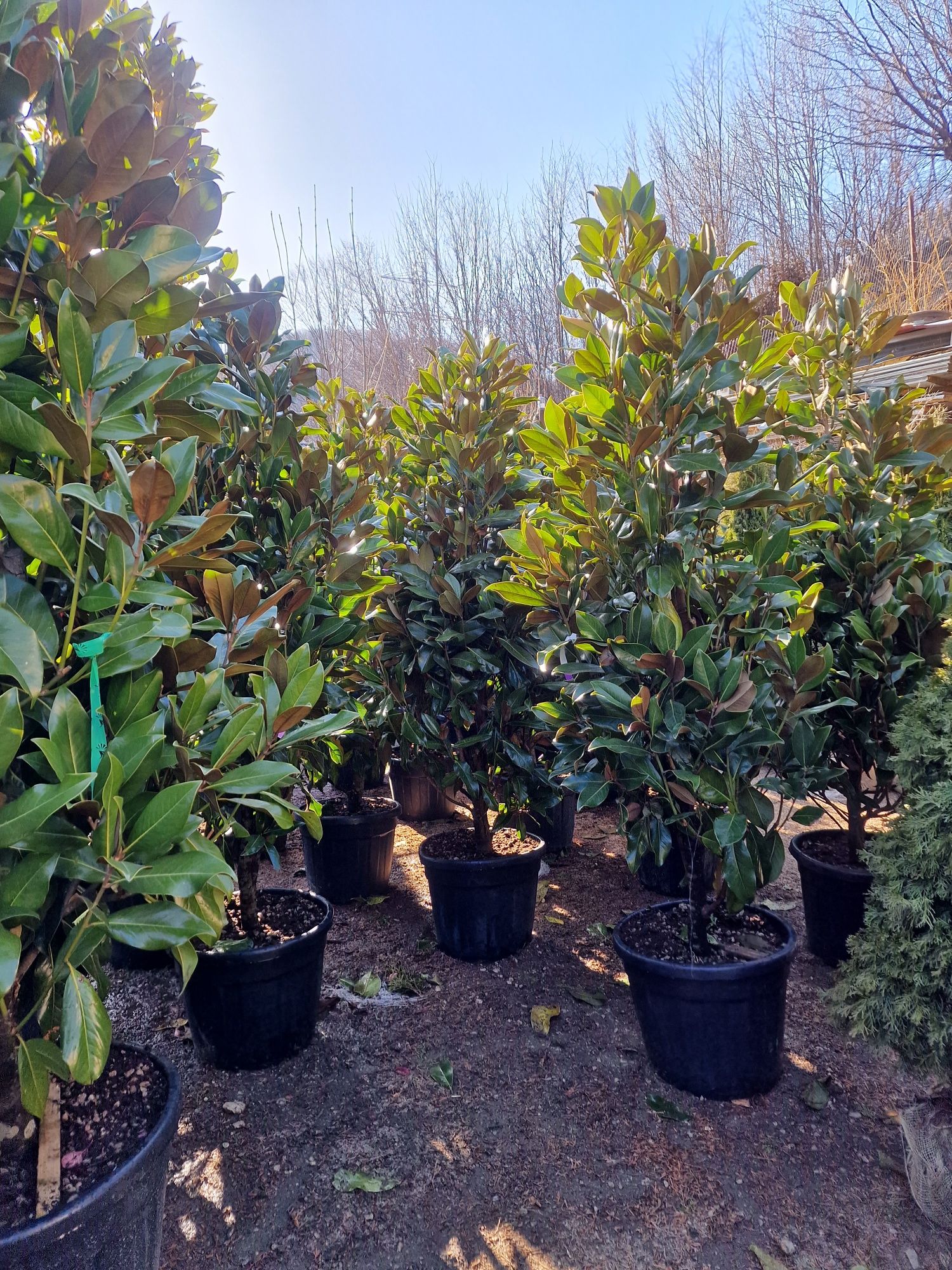 Mandarin, maslin, magnolia grandiflora, palmier cycas, plante exotice