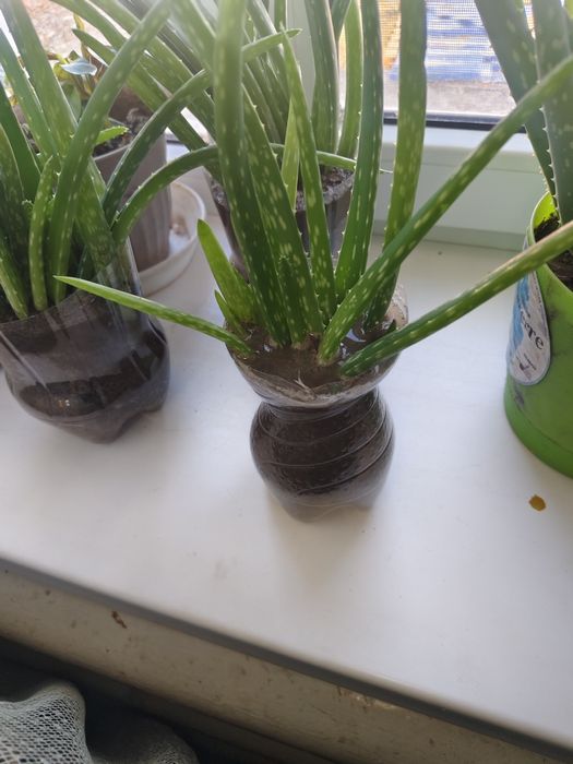 Продам алоэ лечебный