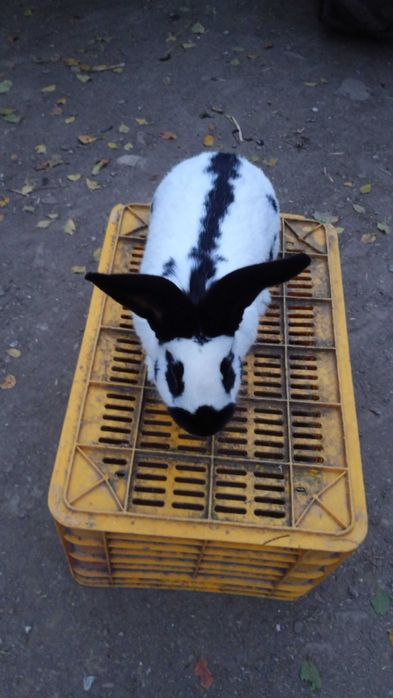 Vând mascul fluture german alb-negru