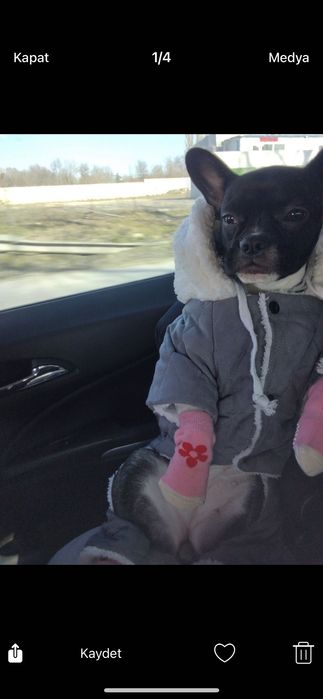 Френски булдог кики