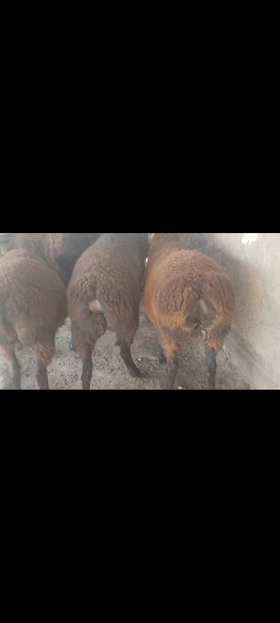 Ұрғашы тоқтылар, 5-6 айлық қозылар