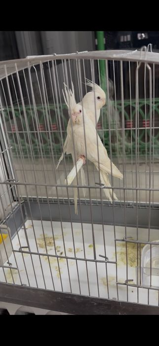 Пара карелл продам