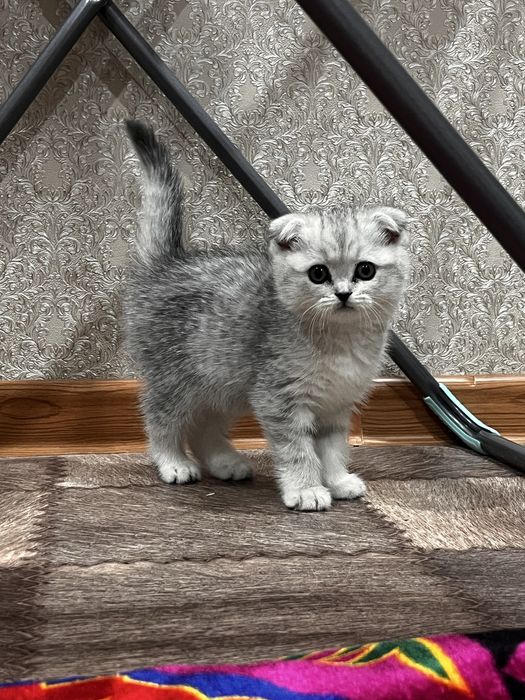 Продам Выслоухого котенка