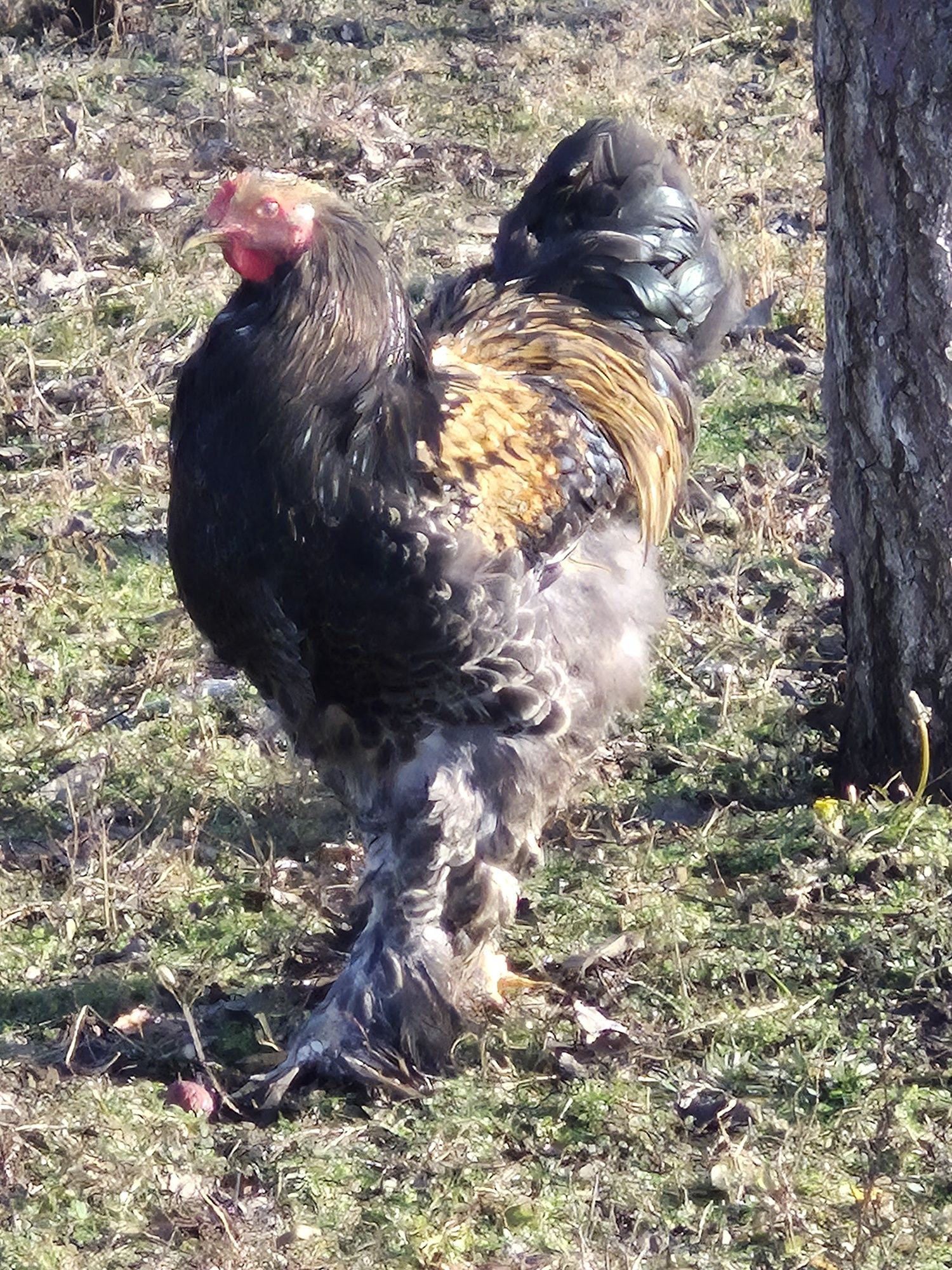 Pui , Oua si Cocoși Brahma