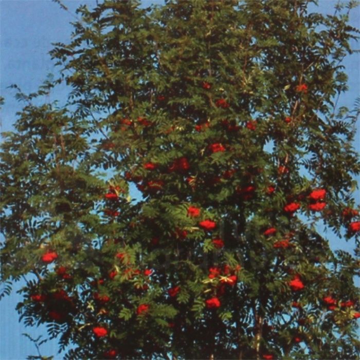 Pomi Oramentali (Scoruș)