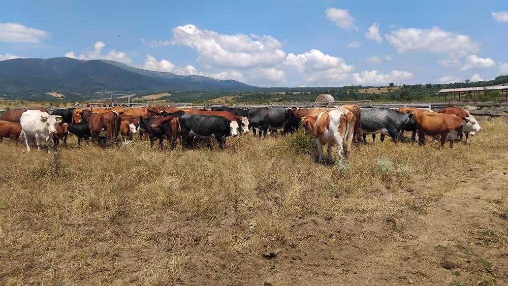 Крави Месодайни разпродажба