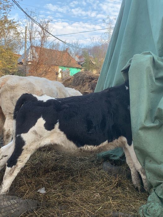 Vaci de vanzare Baltata si Belgian