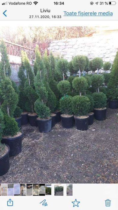 Plante decorative pt gradina