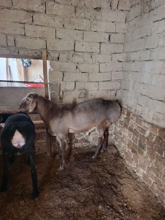 Арашан кучкор сотилади 1800