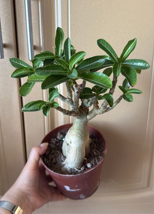 Адениум. Адениум.