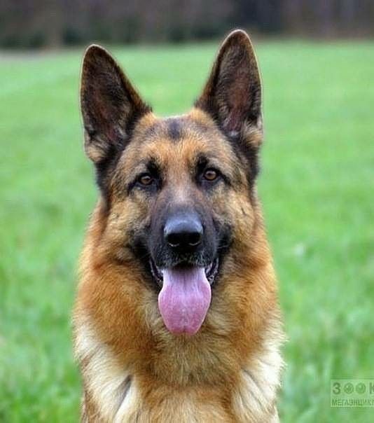 Немецкая овчарка.