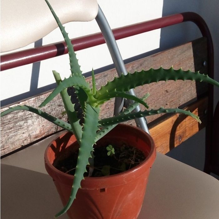 Plante Ornamentale/Medicinale: Aloe Vera Arborescensis