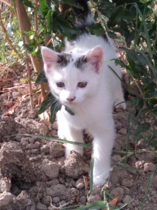 Отдам котёнка в хорошие руки домашний