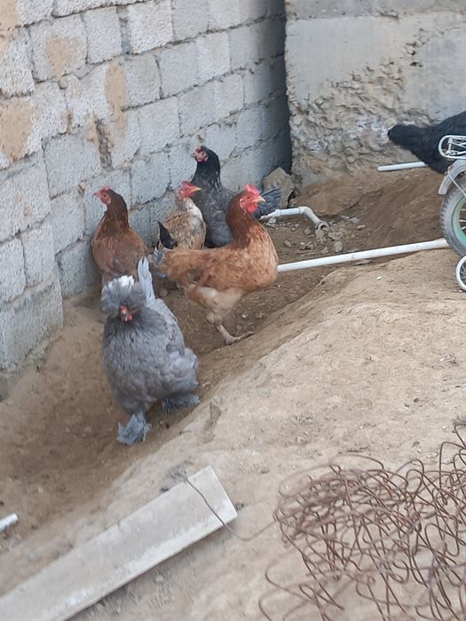 Хуроз ва товуклар сотилади.