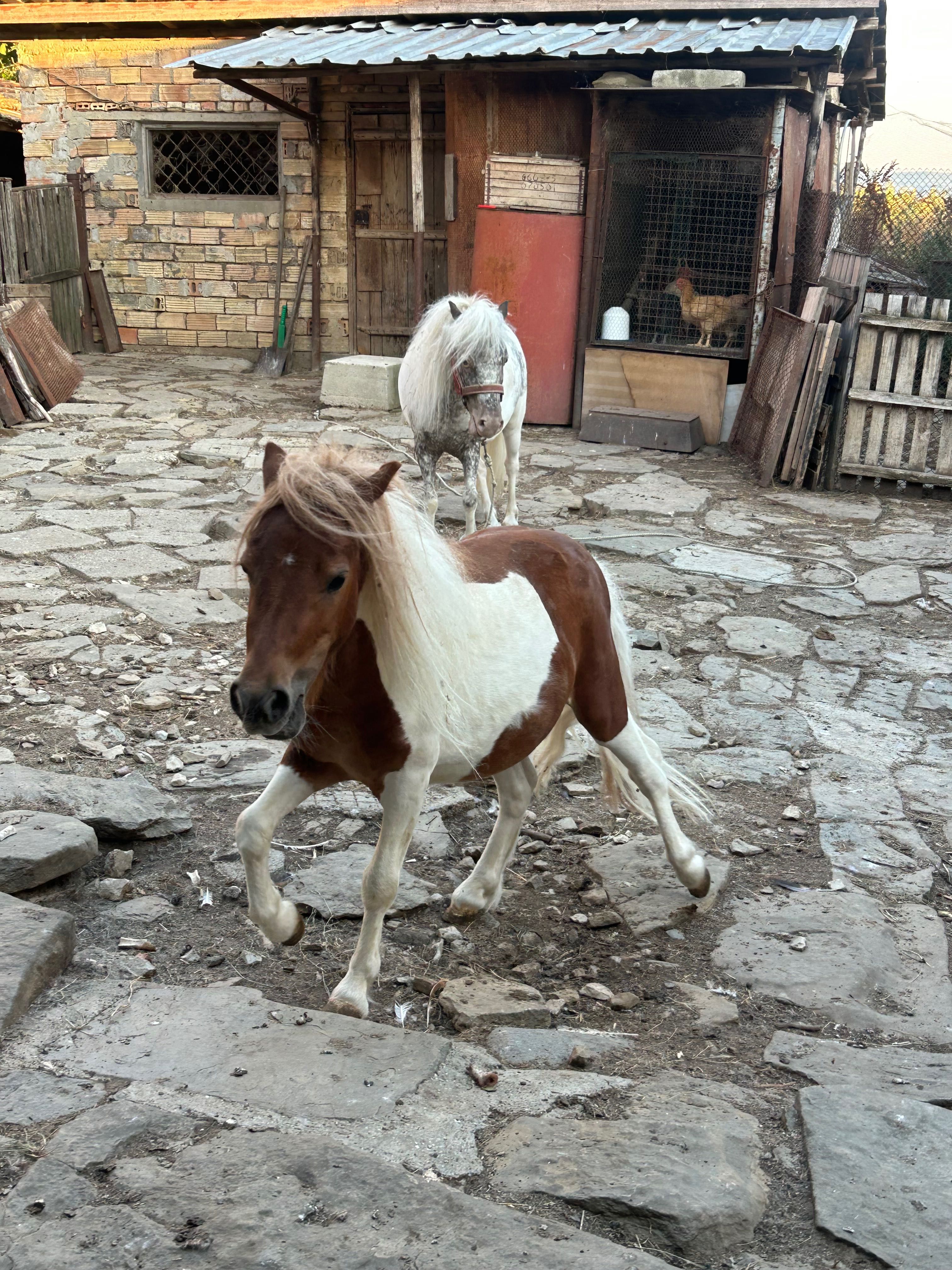 Понита за продан