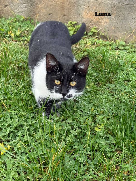 Donez pui pisica in Arges, Adoptie pisici Arges