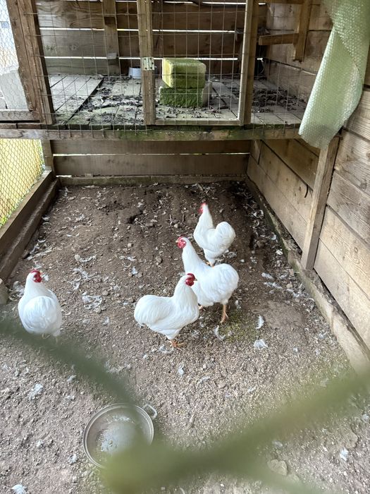 Vand wyandotte pitic alb