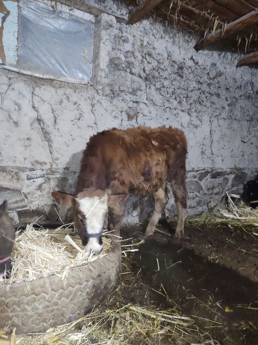 Новвосча сотилади