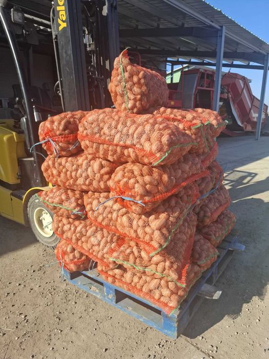 Cartof sămânță, elita clasa B,1,60 lei kg.Disponibile cantităti mari.