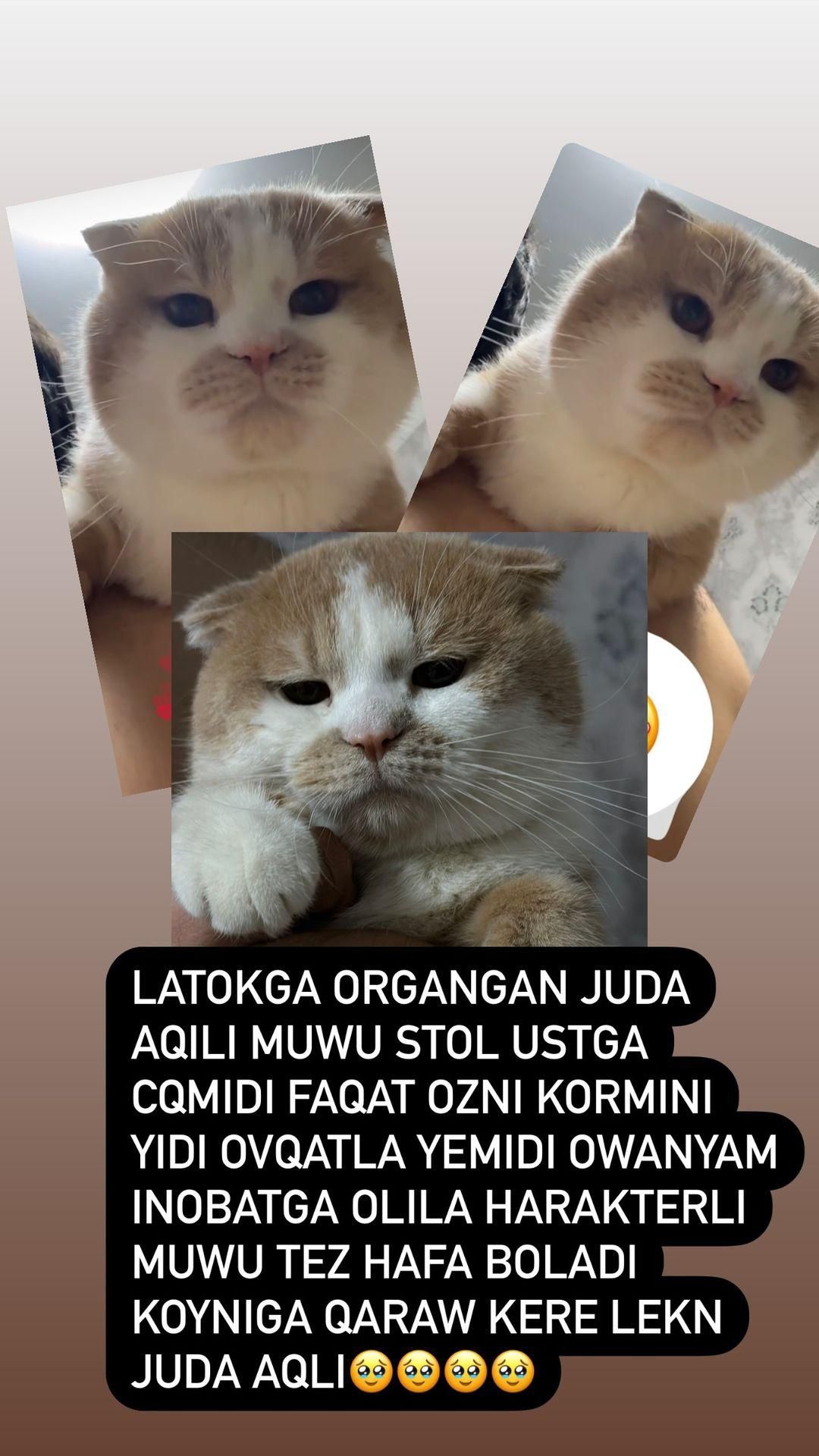 scottish fold sotladi bit yosh besh oylik oğil bola yozila jb yozaman