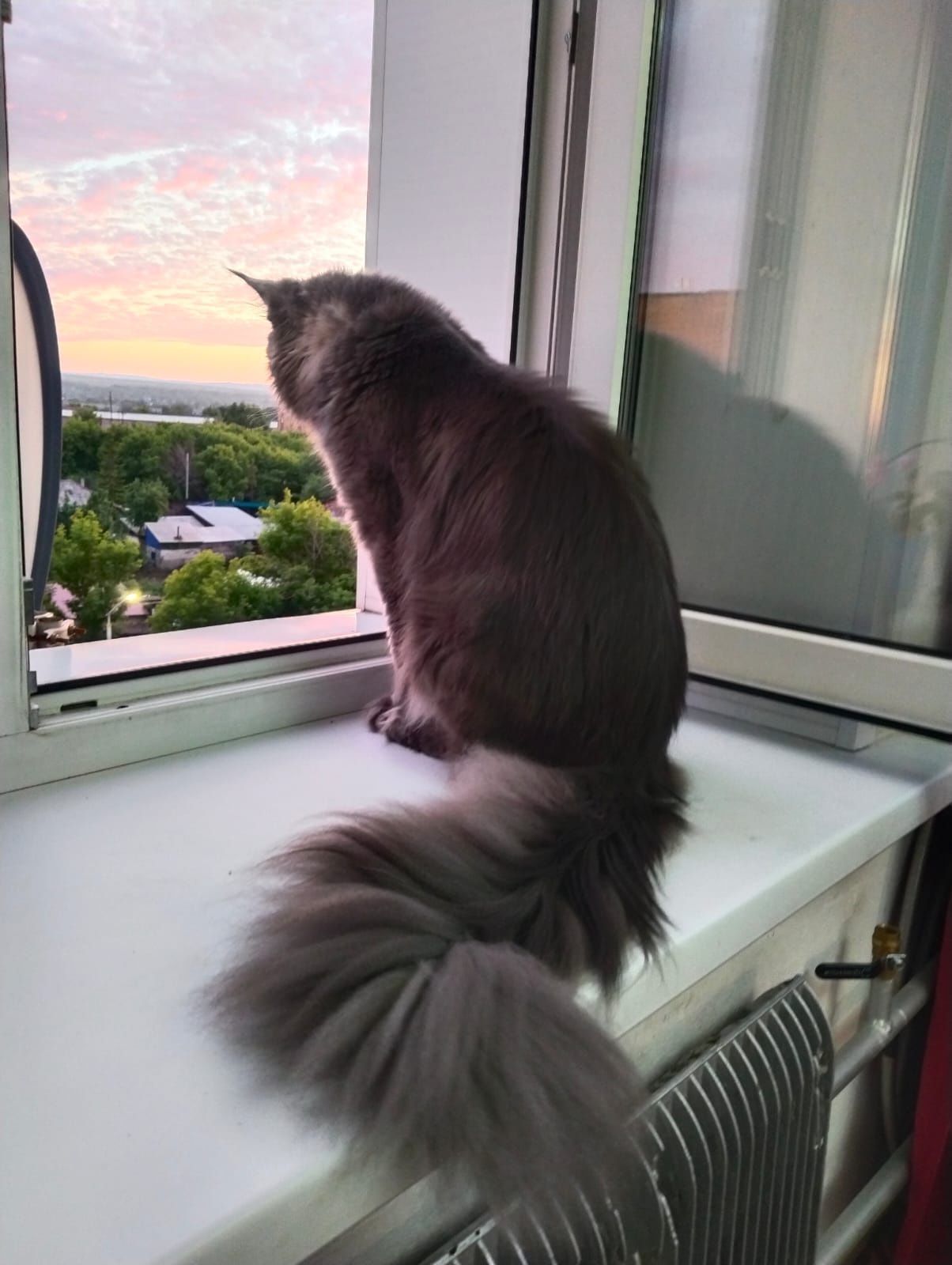 Кот Мейн-кун на вязку