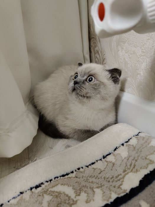 Кошка Котёнок Mushuk Mushukcha Skottish Fold Скоттиш фолд
