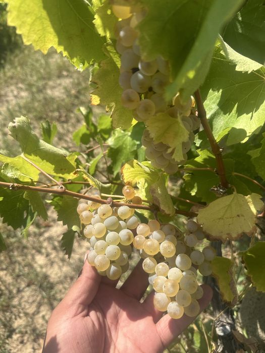 Struguri pentru vin!!