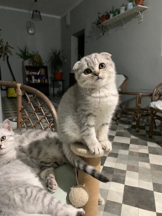Pisicuta Scottish Fold cu pedigree