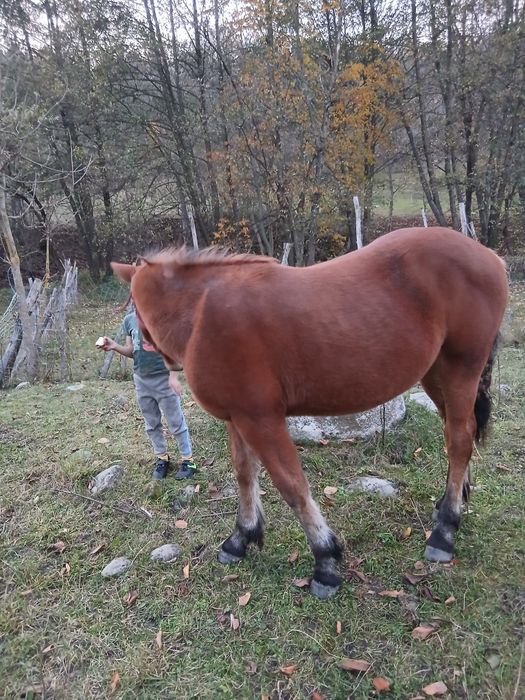 Mânz de 10 luni din părinți foarte buni