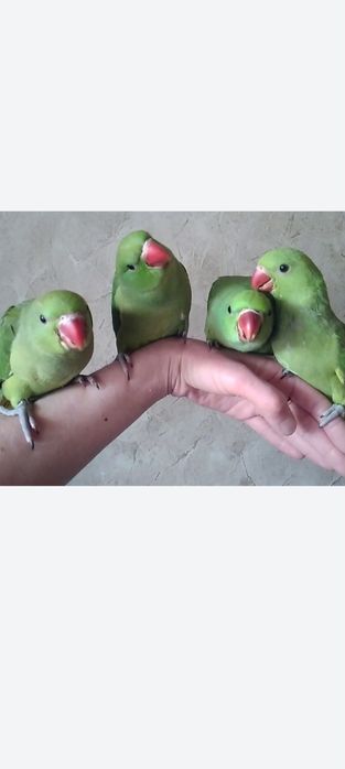 Ожереловый попугай малыши