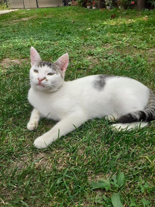 Pisica spre adopție