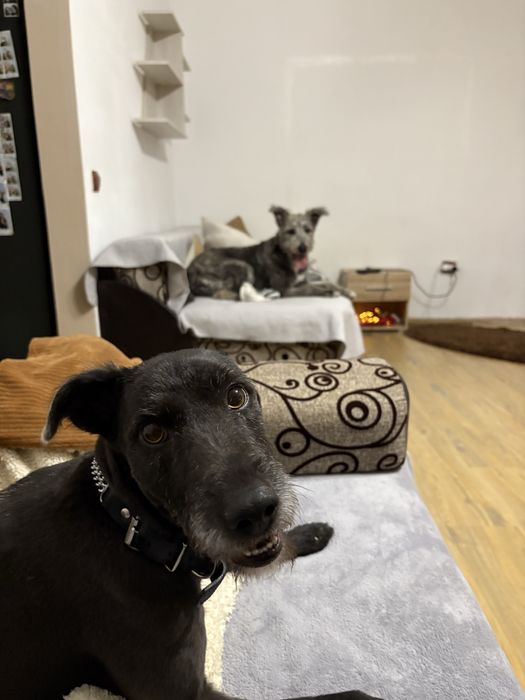 Pet sitter Floresti -Cluj-Napoca