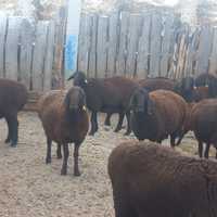 Продаём овцематок гисарр породистых крупных с ягнятами