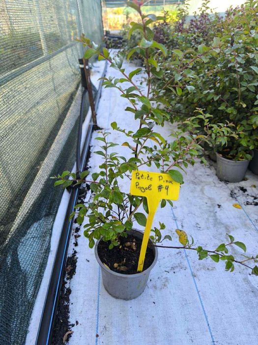 Индийски люляк/Lagerstroemia indica