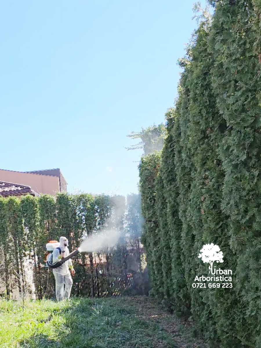 Tuns Gard Viu Tuia Leylandii La Orice Înălțime - Cluj și Împrejurimi