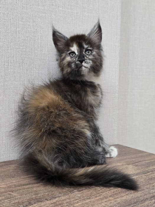 Мейн-кун девочка