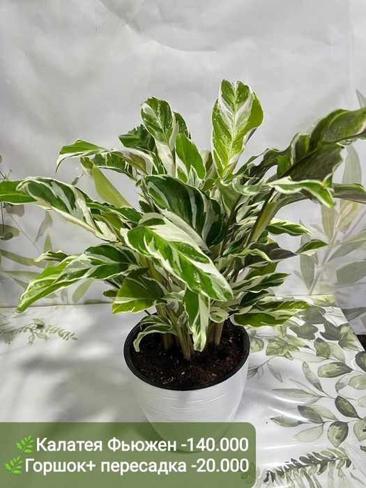 Крассула, Калатея фьюжен, Асплениум и др