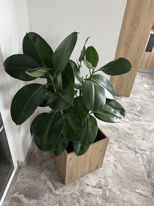 Ficus elastica robust – 110 cm, ghiveci decorativ inclus