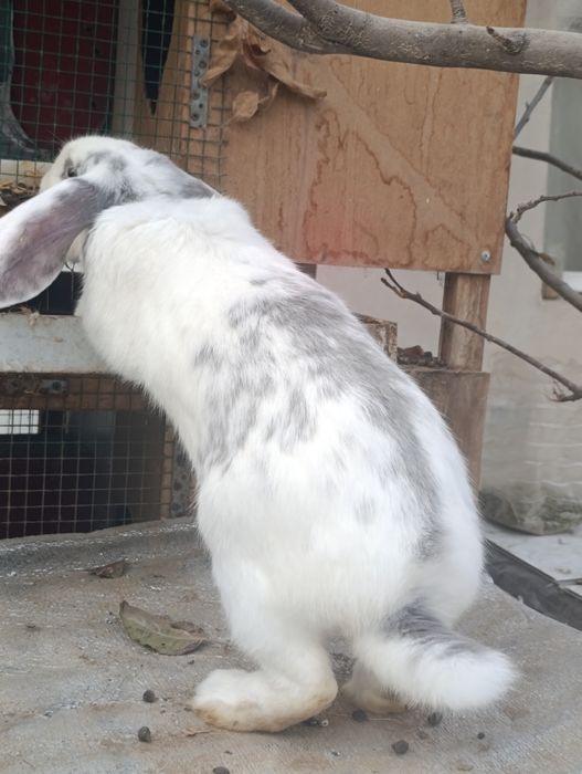 Fransuz baran 7 oyli erke.