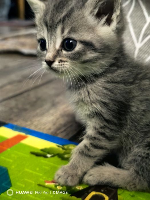 Отдам даром котят