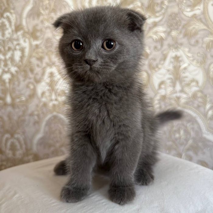 Scottish highland fold тоза пародалик мушукчалар сотилади
